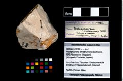 Foto (Objekt + Etikett) von Protosphaeroma ernstbrunnense (Bachmayer, 1949)  (NHMW-GEO-1990-0041-10186b)